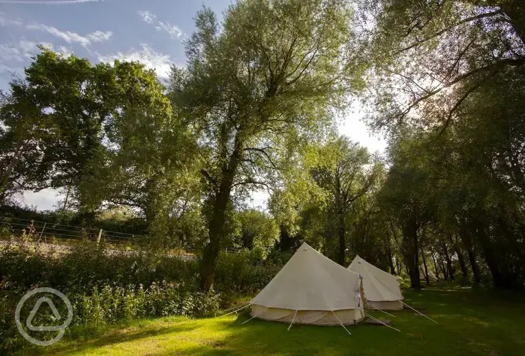 Bell tents among trees in the sunshine at Park Farm, Bodiam