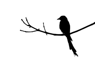 Blackbird (picture: New Venture Theatre)