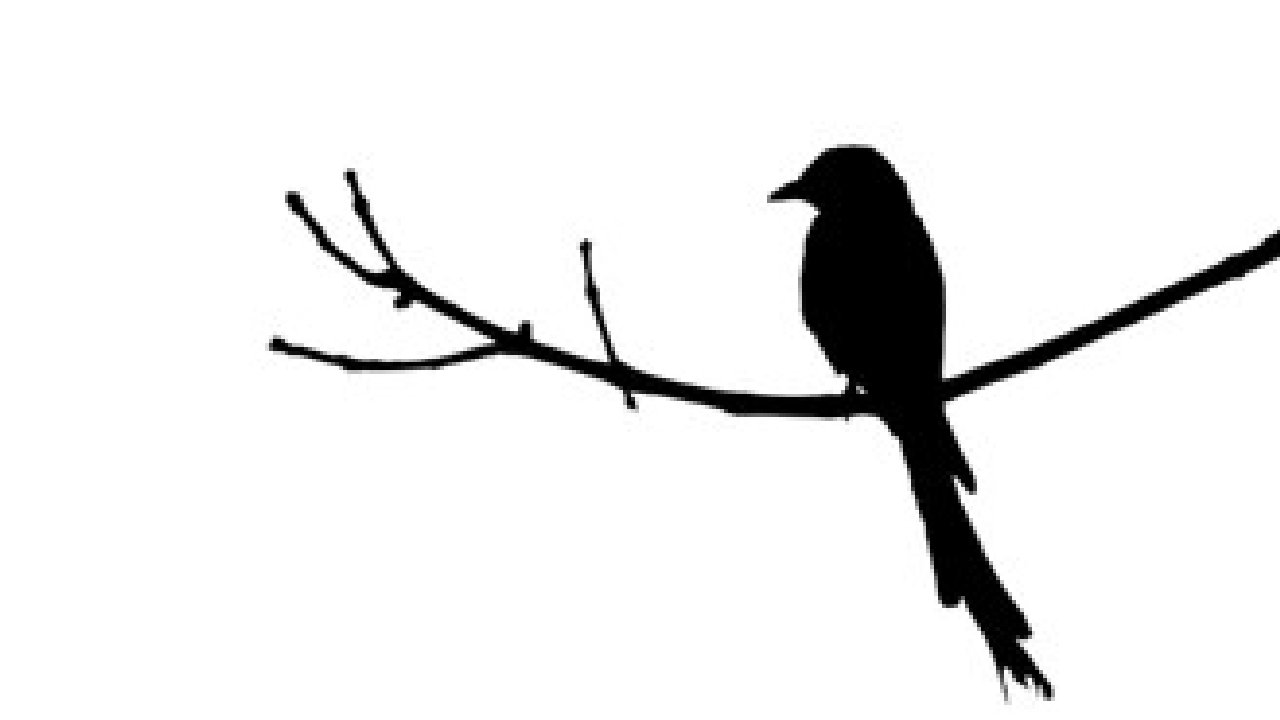 Blackbird (picture: New Venture Theatre)