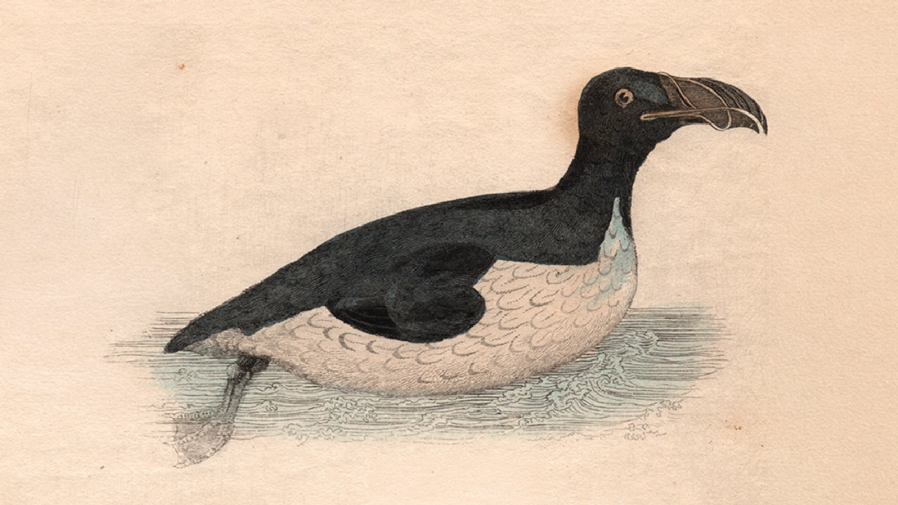 King Auk (Cinecity) (picture: Depot Cinema)