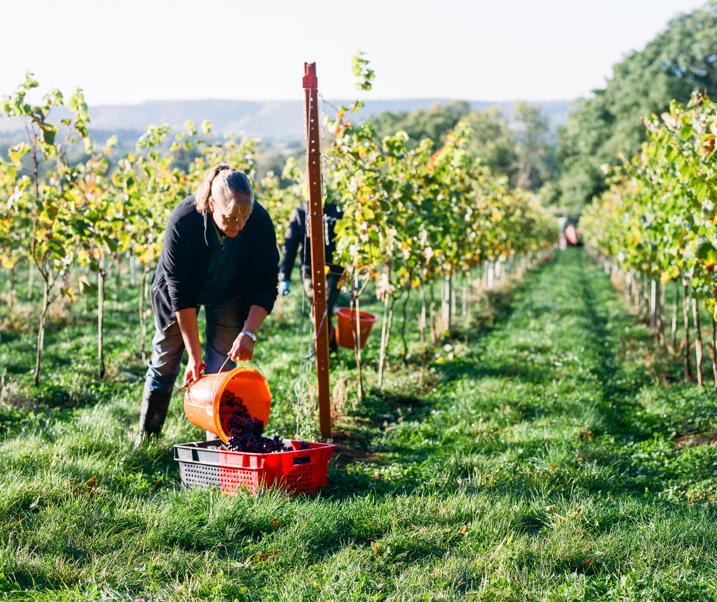 Vineyard tours and tastings (picture: Artelium Wine Estate)