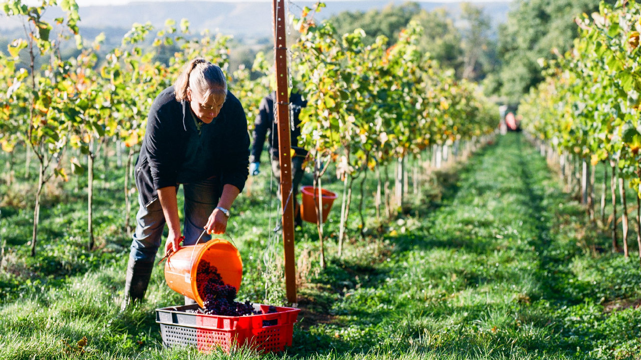 Vineyard tours and tastings (picture: Artelium Wine Estate)