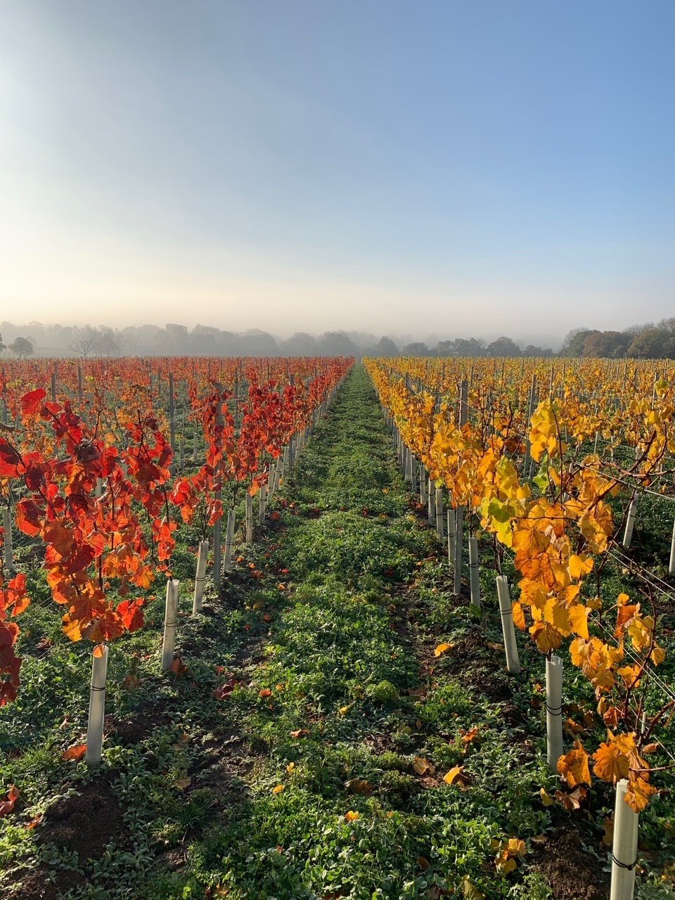 Autumn at Artelium Estate (picture: Artelium Wine Estate)
