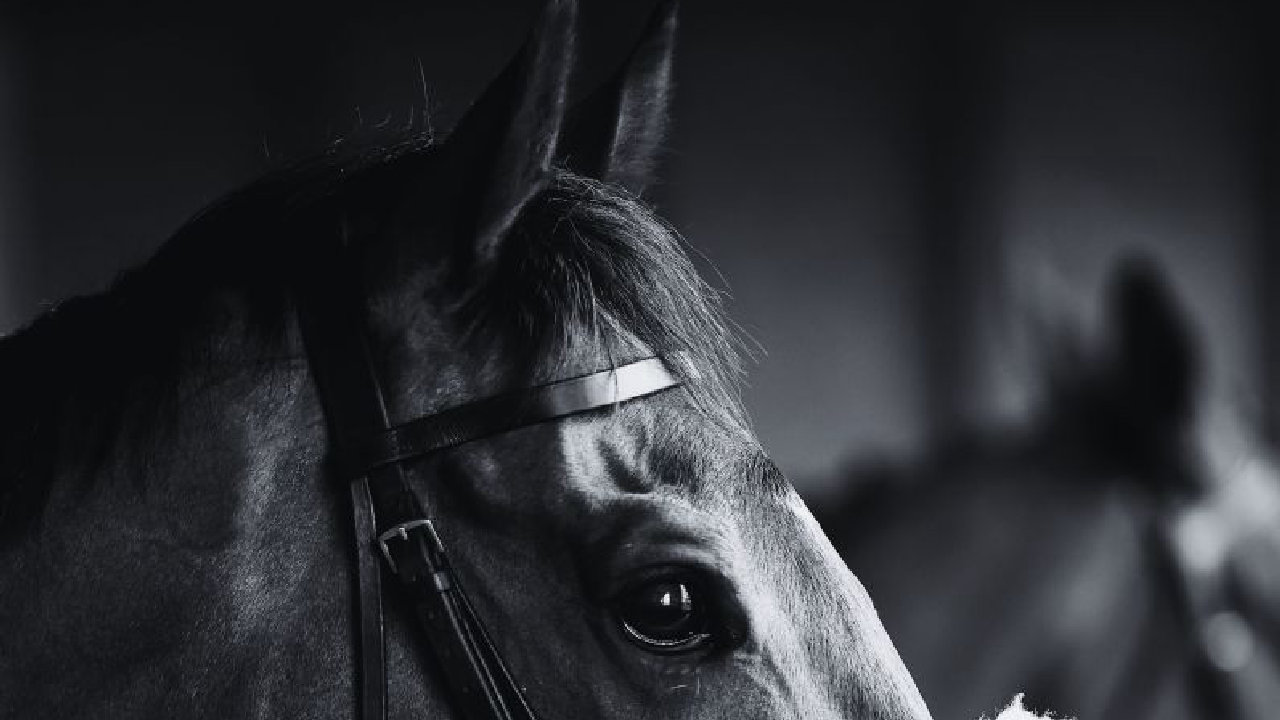 Autumn Raceday (picture: Plumpton Racecourse Ltd)