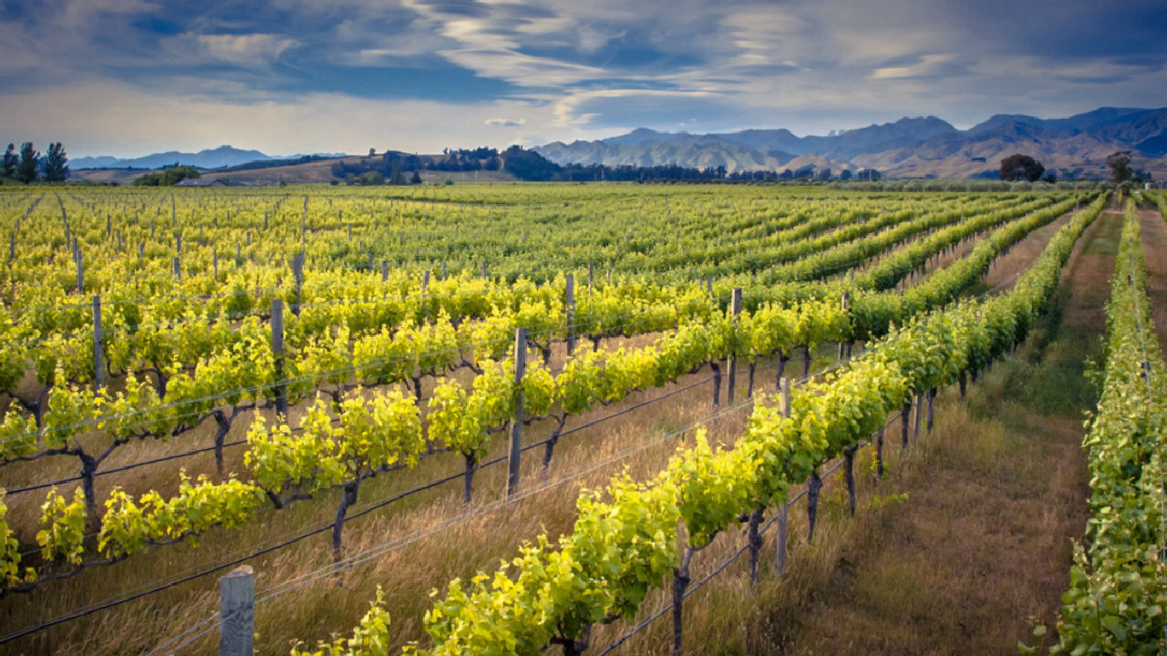 Wines of Marlborough (picture: Depot Cinema)