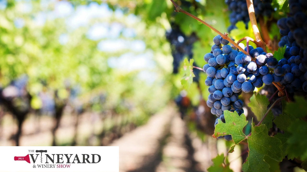 The Vineyard and Winery Show (picture: Kent Event Centre)