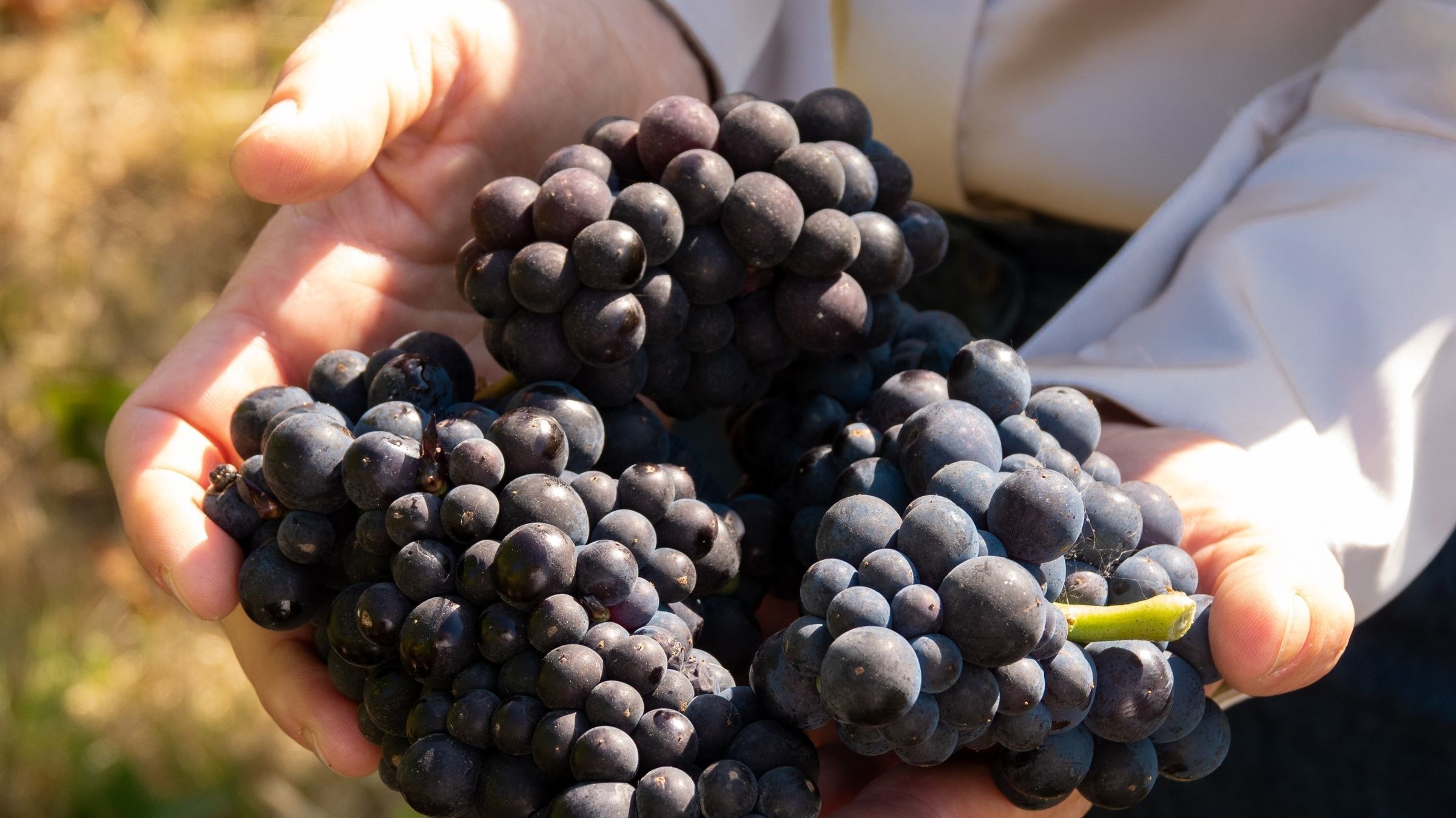 Winemaker's Harvest Lunch 2026 (picture: Gusbourne Estate)